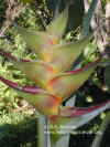 Heliconia caribaea 'Bonnie Kline'