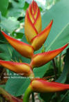 Heliconia imbricata x latispatha 'José Abalo'