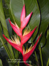 Heliconia psittacorum x spathocircinata 'Johnson Beharry V.C.'